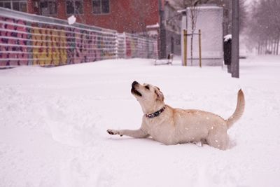 Dog on snow covered street