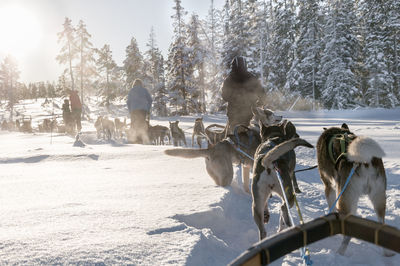Rear view of people dogsledding