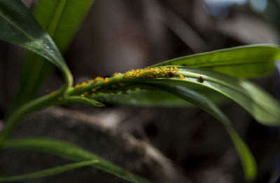 Close-up of insects on plant