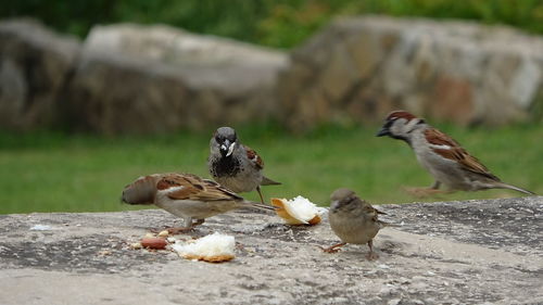 Sparrows eating together