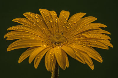 Close-up of wet yellow gerbera daisy against black background