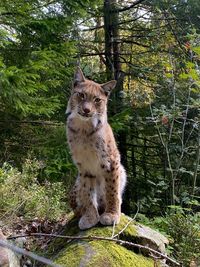 Portrait of cat on field