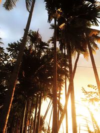 Low angle view of palm trees against sky