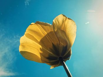 Close-up of yellow flower blooming against blue sky
