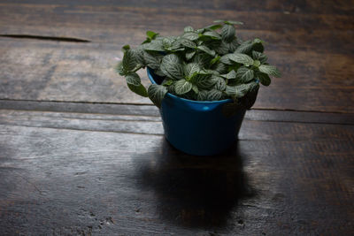 Close-up of potted plant on wooden table