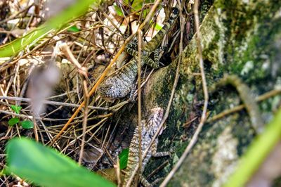 Close-up of lizard on tree in forest