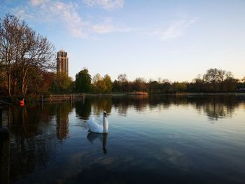 Ducks in a lake