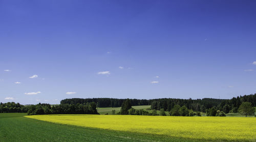 Scenic view of field against clear blue sky