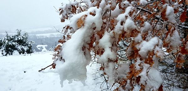 Snow covered trees on landscape against sky