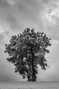 Tree by sea against sky