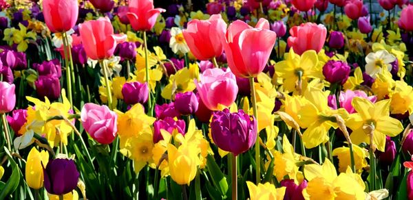 Close-up of multi colored tulips