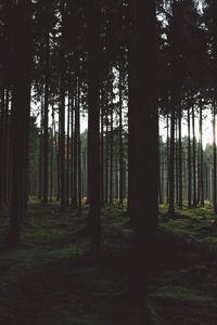 Trees in forest