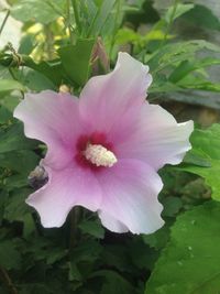 Close-up of flower blooming outdoors