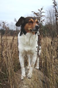 Dog standing on field