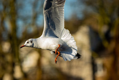 Close-up of a bird flying