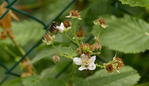 Close-up of bee on flowering plant