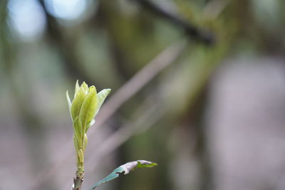 Close-up of plant