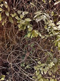 Close-up of tree branches in forest