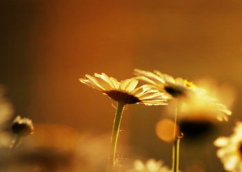 Close-up of dandelion flower on field