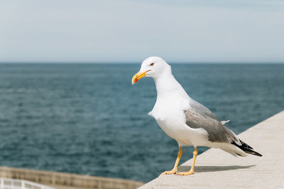 Seagull perching on ledge against sea