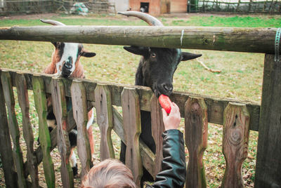 Low section of person standing on wood