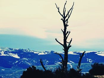 Bare tree against sky during winter