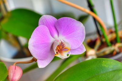 Close-up of pink orchid