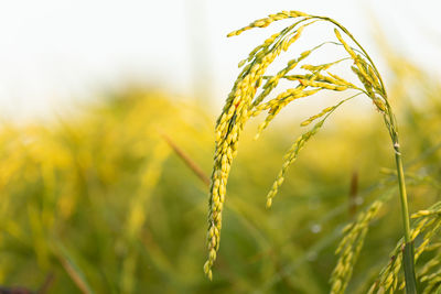 Close-up of crops growing on field