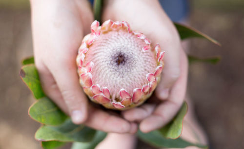 Close-up of hands holding flower