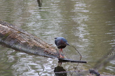 Bird perching on a boat in a lake