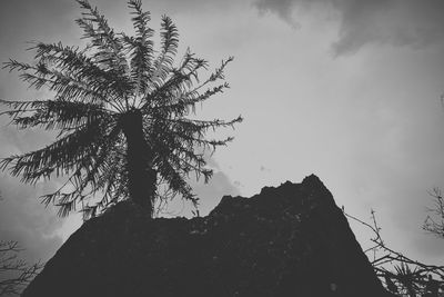 Low angle view of silhouette tree against sky