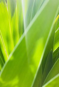 Close-up of palm leaf