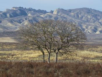 Bare tree on field against sky