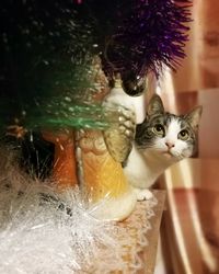 Close-up portrait of a cat