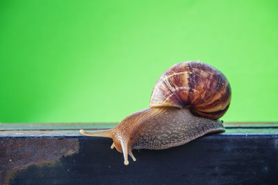 Close-up of snail