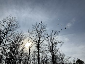 Low angle view of silhouette birds flying against sky