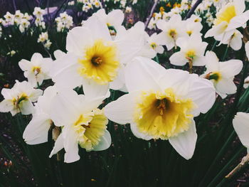Close-up of white flower