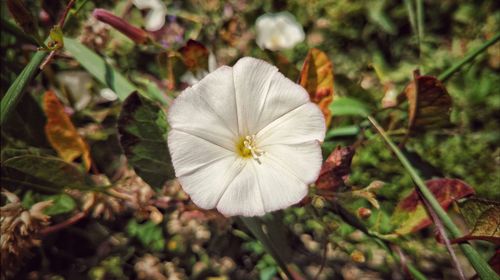 Close-up of white flower blooming outdoors