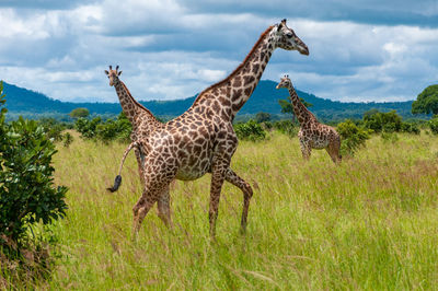 A tower of giraffes in the savannah grazing in mikumi national park 