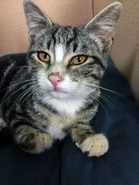 Close-up portrait of cat sitting on sofa at home