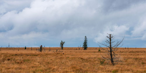 Scenic view of field against sky