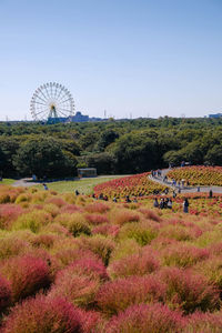 Scenic view of field against clear sky