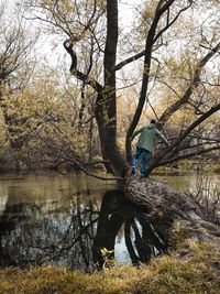 Bare trees by lake in forest