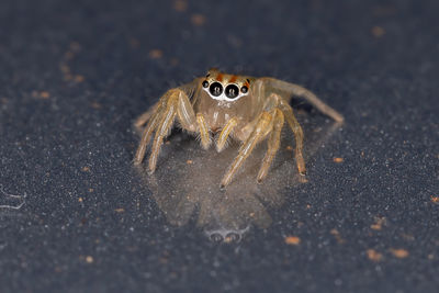 Close-up of spider