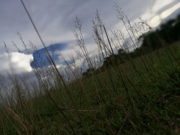 Close-up of grass on field against sky