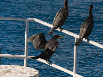 Birds perching on shore by sea