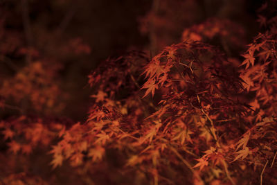 Close-up of autumn leaves on tree