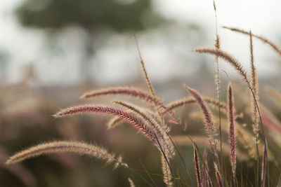 Close-up of grass on field