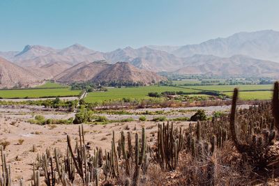 Scenic view of agricultural field against clear sky