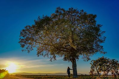 Tree with a view